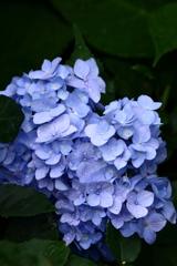 YEG_紫陽花_0007