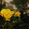 神代植物公園_バラ