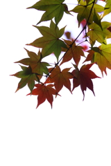 平林寺_紅葉_018