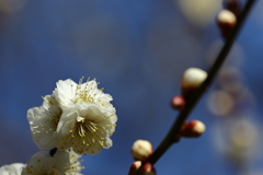 神代植物園_深大寺_008