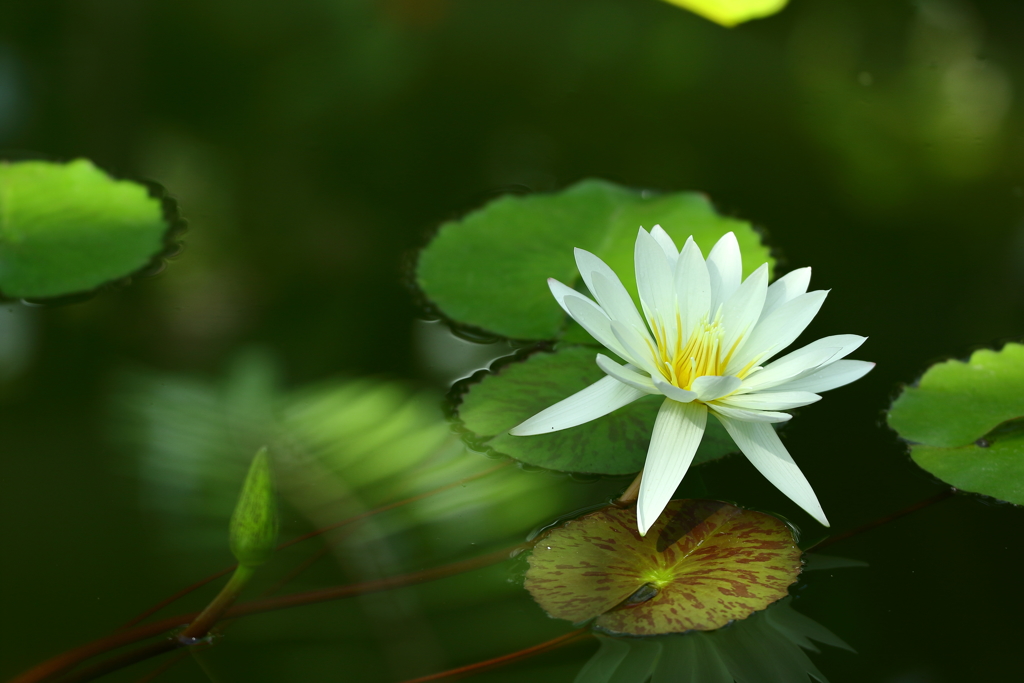 神代植物園_深大寺_026