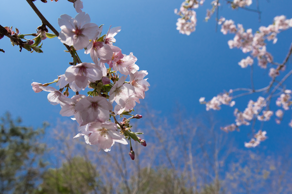 富士桜まつり_御殿場桜