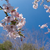 富士桜まつり_御殿場桜