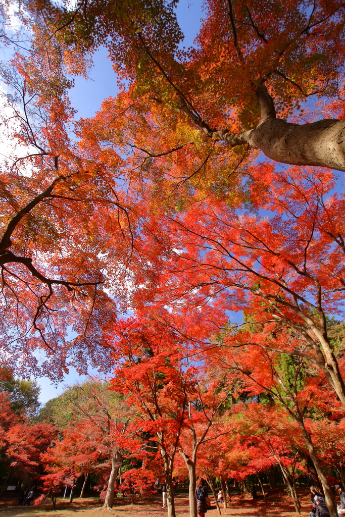 平林寺_紅葉_023