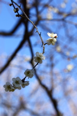偕楽園_梅まつり_10