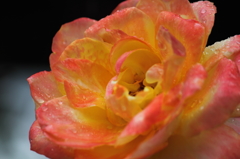 DPP_0036