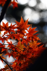 平林寺_紅葉_014