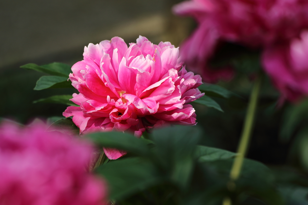 神代植物公園_バラ