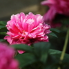神代植物公園_バラ
