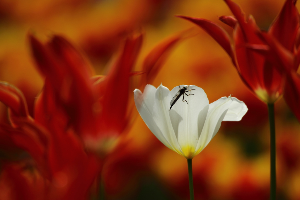 チューリップ_横浜