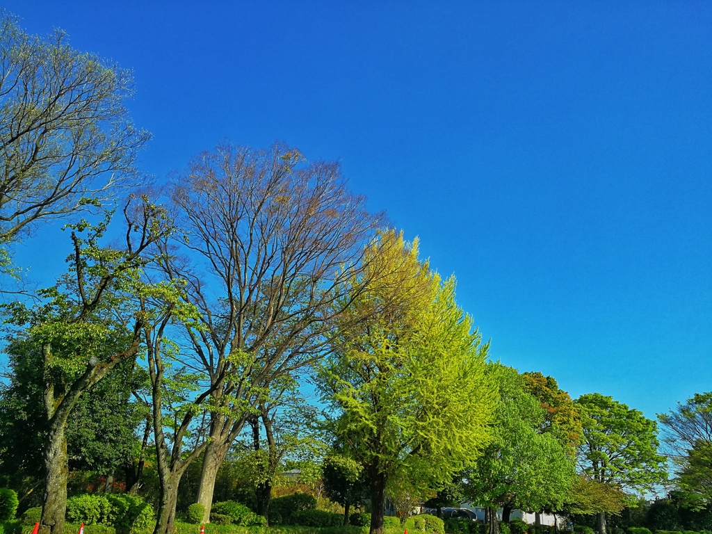 神代植物公園_39