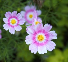 IMG_3576 (2)