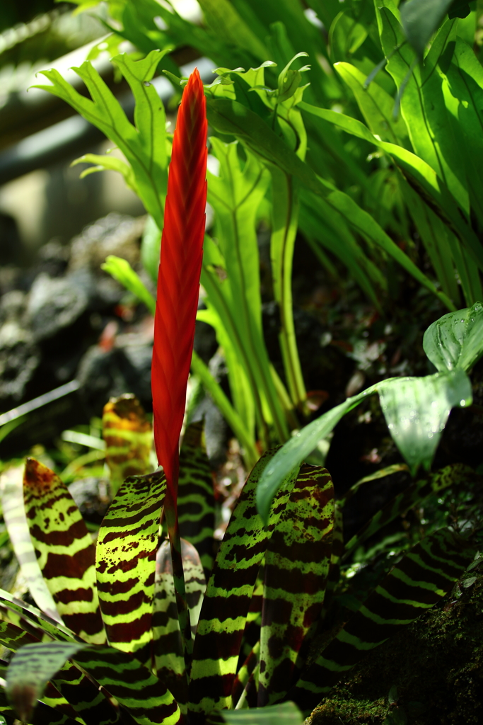 神代植物公園_16