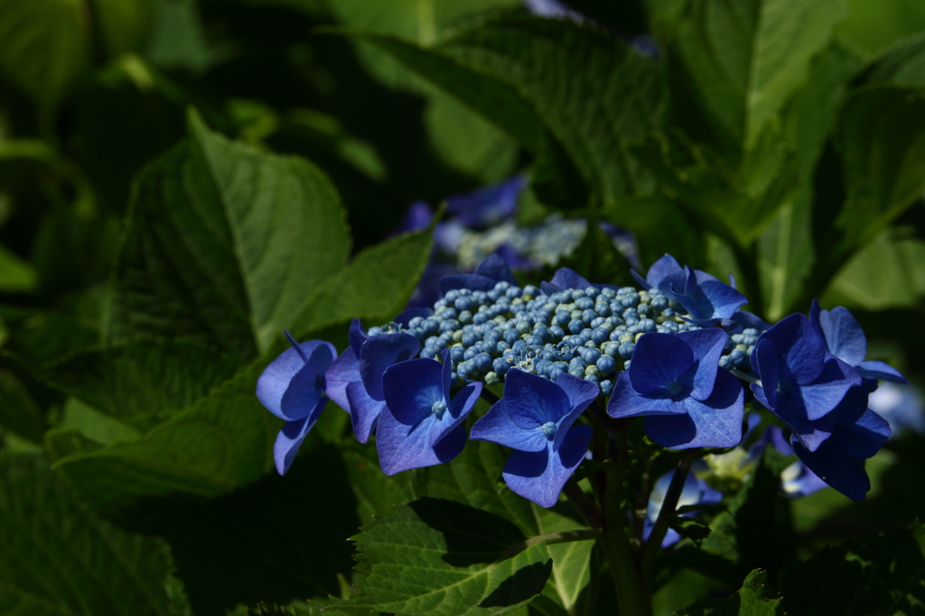 府中郷土の森_032_紫陽花