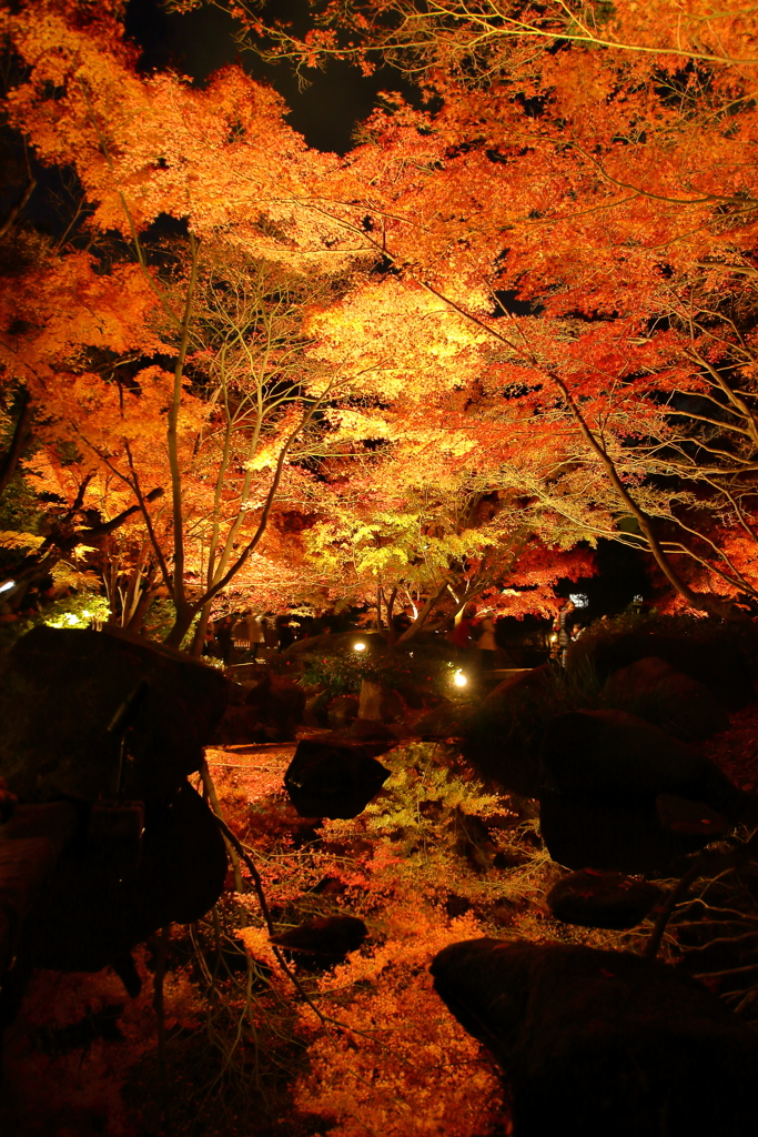 大田黒公園_ライトアップ_2