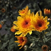 DPP_0006