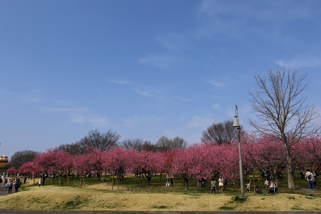 矢口桃（古河　桃祭り）