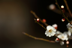 神代植物園_深大寺_004