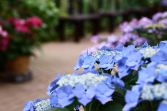 YEG_紫陽花_0003