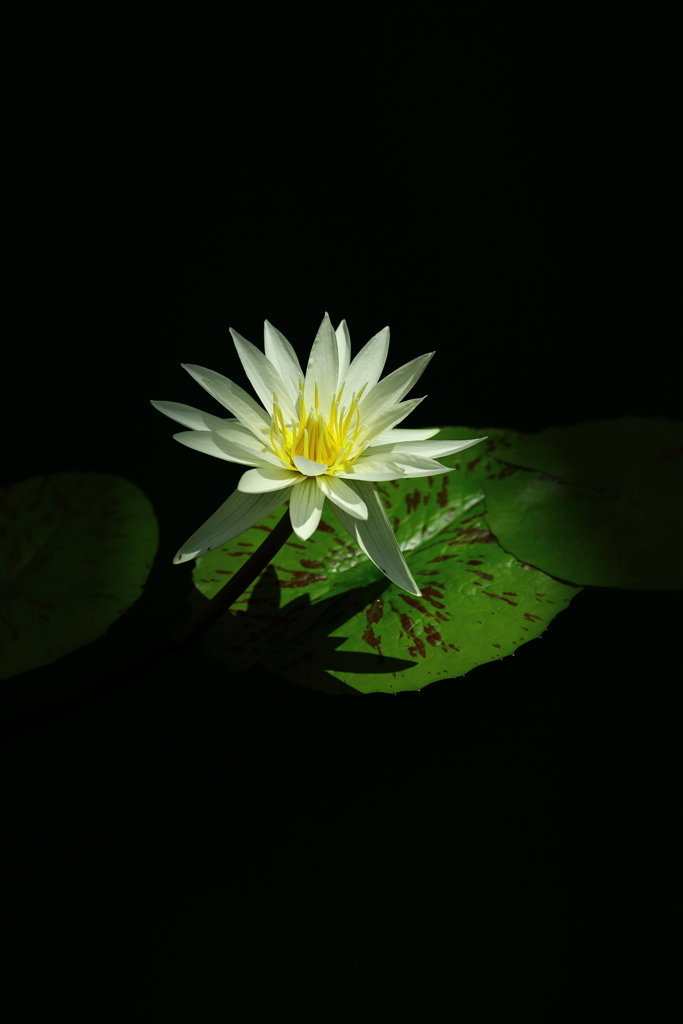 神代植物公園_26
