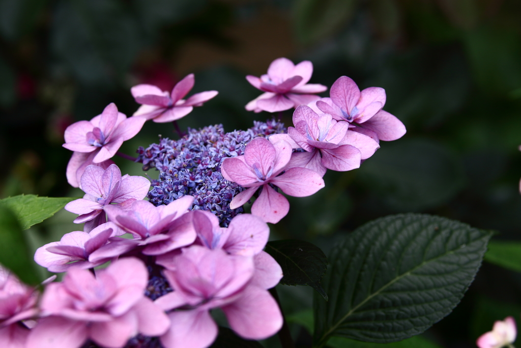 YEG_紫陽花_0016