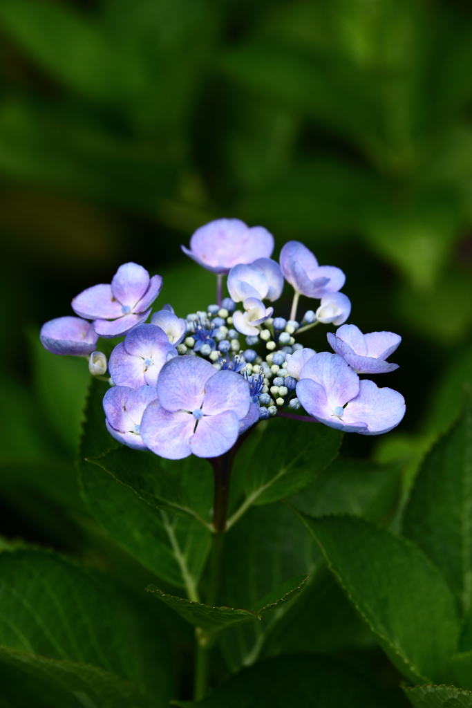 YEG_紫陽花_0017