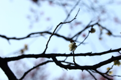 筑波山梅まつり_13