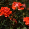 神代植物公園_バラ