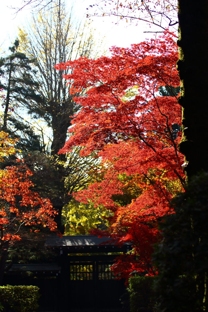 平林寺_紅葉_005