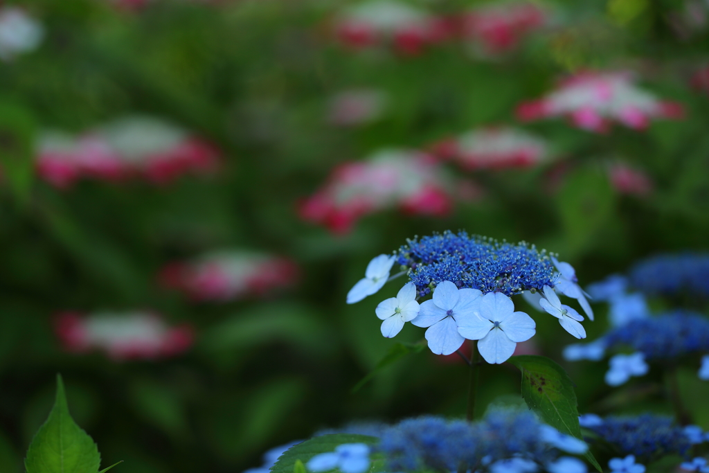 府中郷土の森_007_紫陽花