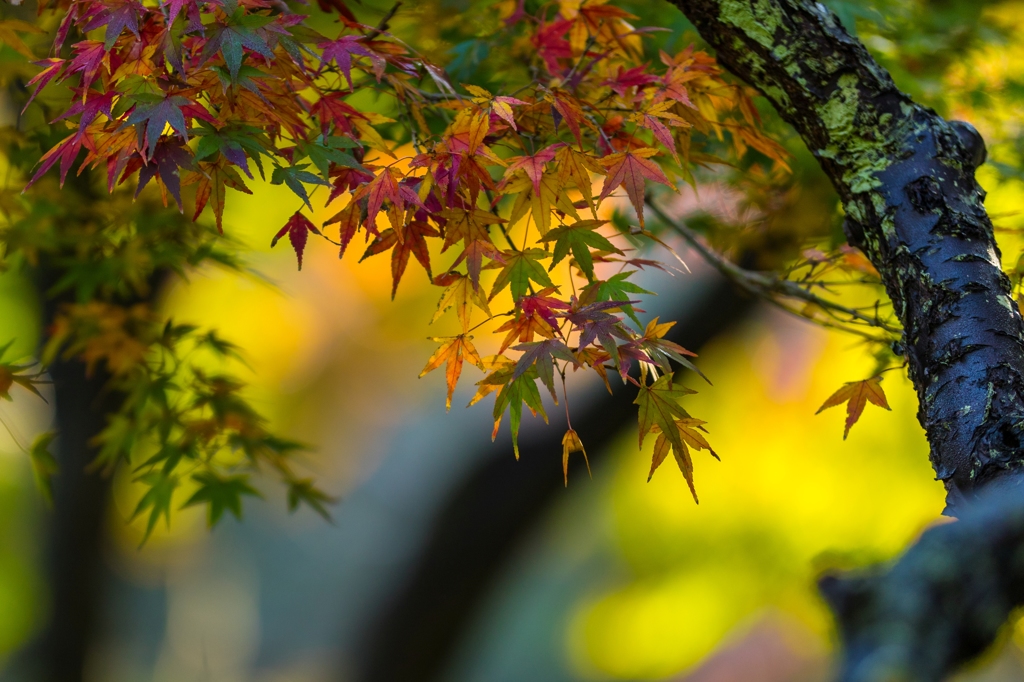 三渓園_紅葉_1