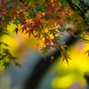 三渓園_紅葉_1