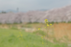 _81A2111