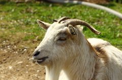 権現堂桜堤（ヤギ）