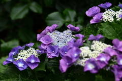 YEG_紫陽花_0009