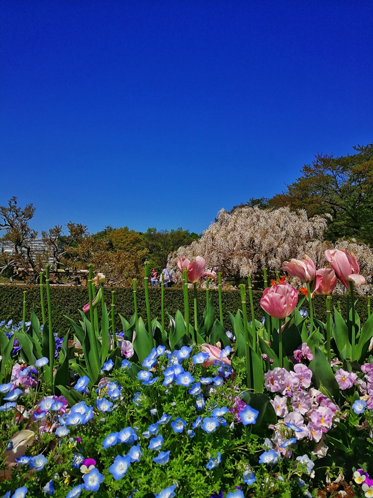 神代植物公園_35