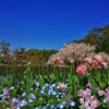 神代植物公園_35