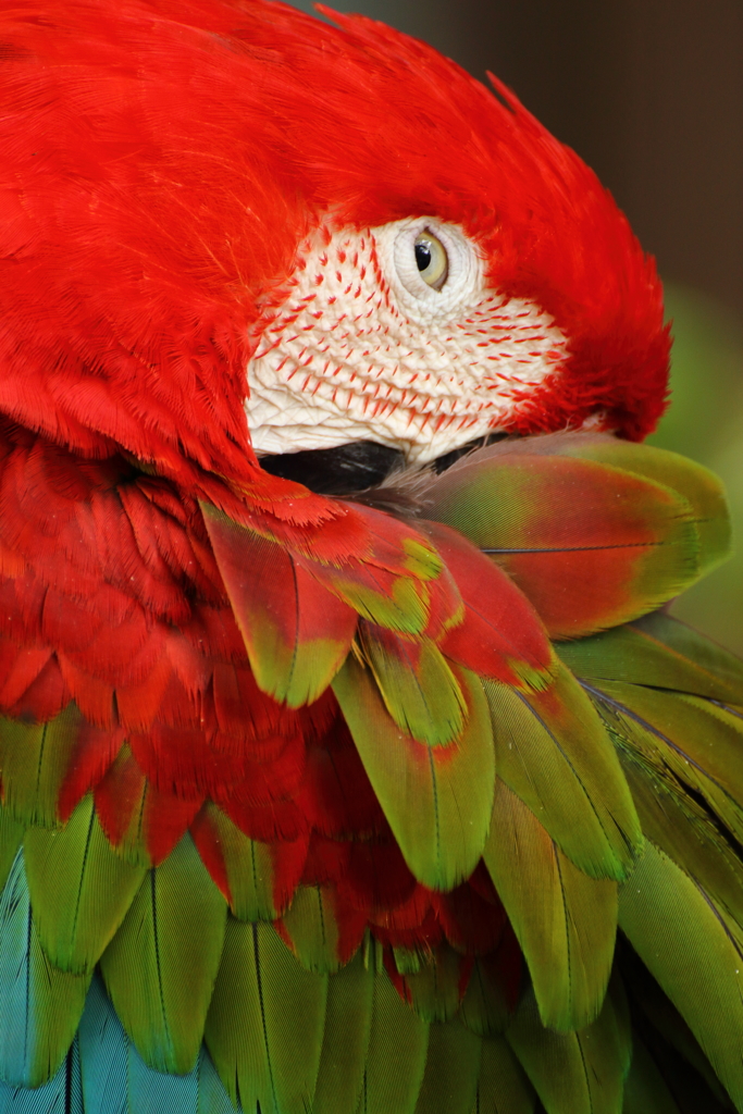 コンゴウインコ