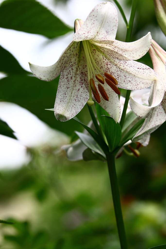 YEG_紫陽花_0022