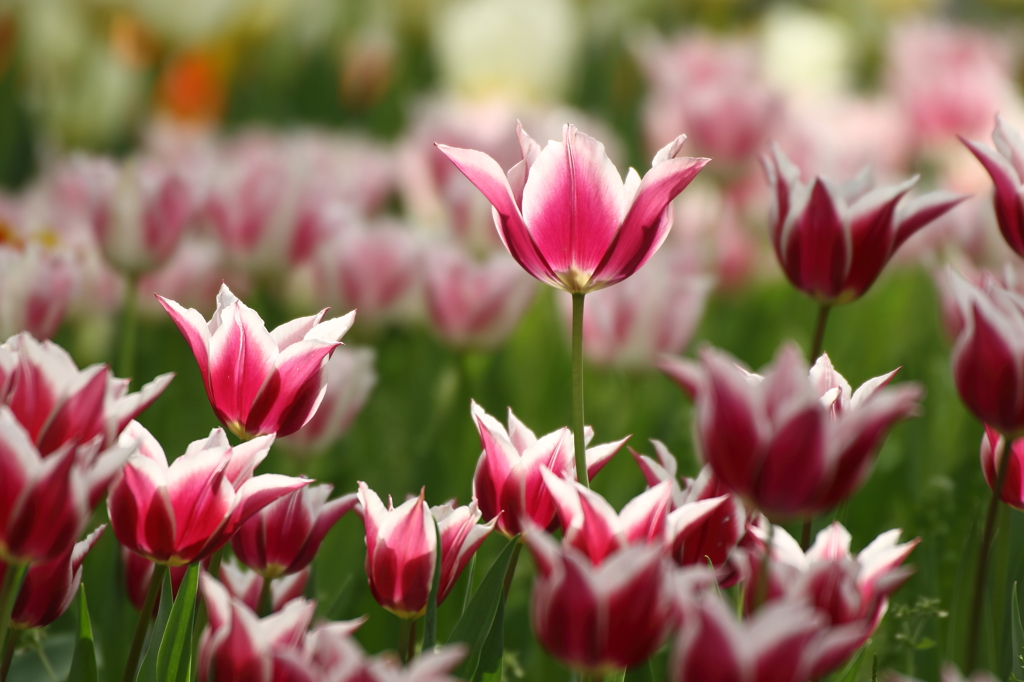 チューリップ_横浜