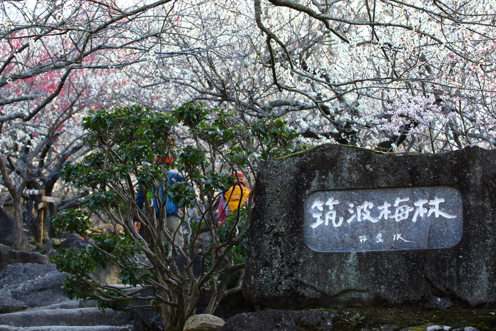 筑波山梅まつり_01