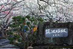 筑波山梅まつり_01