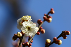 神代植物園_深大寺_009