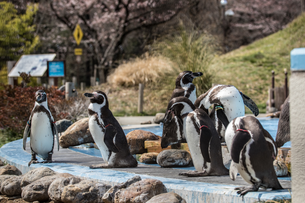 ペンギン