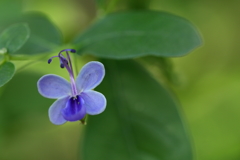 神代植物園_深大寺_029