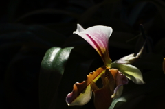 VO0A5333_1