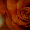 薔薇