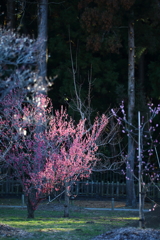 偕楽園_梅まつり_01