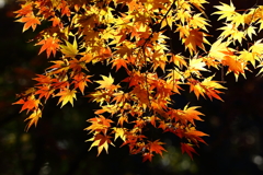 平林寺_紅葉_015