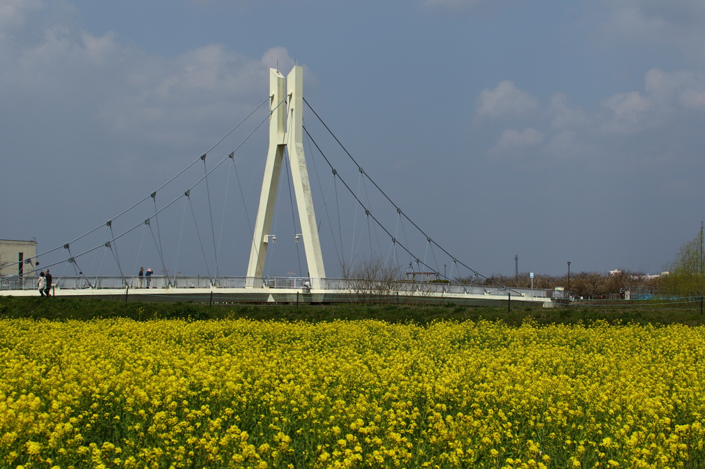 権現堂桜堤（菜の花）